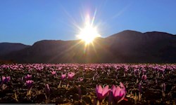 برداشت طلای «سرخ»