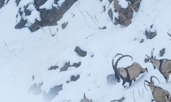 ثبت تصاویری ناب از طبیعت بکر ایران