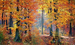 طبیعت شگفت انگیز سراسر جهان