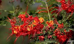 زمستان به رنگ بهار در جزیره کیش