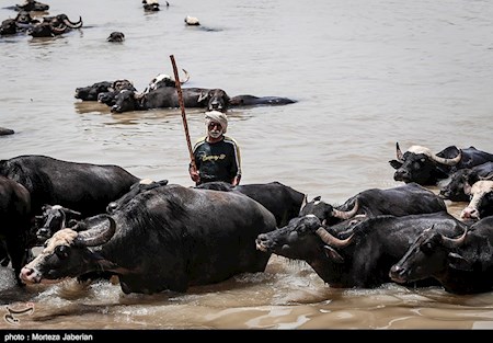 آینده مبهم حرفه تاریخی دامداران خوزستان