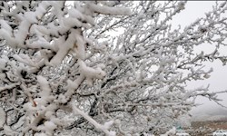 طبیعت کریستالی