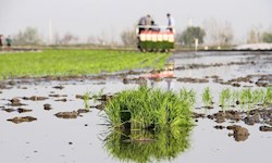 نخستین کشت مکانیزه برنج کشور