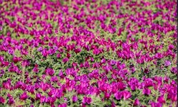 گشتی در پایتخت گل گاو زبان ایران