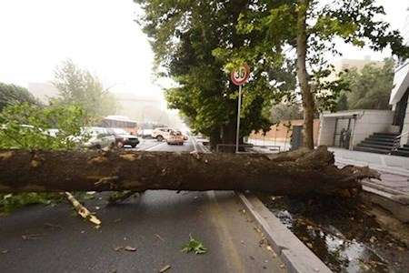 سرقت‌ها به «درختان خیابان» رسید