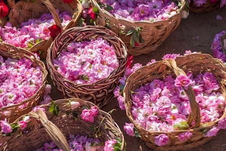 جشنواره گلاب گیری در سمنان