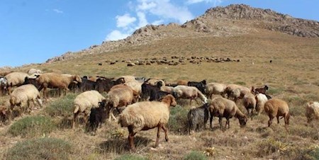 خرید تضمینی دام از دامداران این هفته آغاز می شود