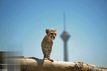 «پیروز»، توله یوز توران دزدیده نشده است