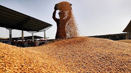 پرداخت ۲۶.۵ همت از مطالبات گندمکاران