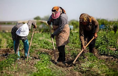 پای یک آقازاده به وزارت جهادکشاورزی باز می شود؟