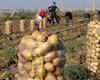 ادعایی عجیب درباره سیب‌زمینی‌ وارداتی؛ چرا انبارها پر است، بازار خالی؟