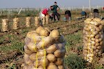 ادعایی عجیب درباره سیبزمینی وارداتی؛ چرا انبارها پر است، بازار خالی؟