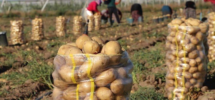 ادعایی عجیب درباره سیب‌زمینی‌ وارداتی؛ چرا انبارها پر است، بازار خالی؟