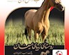 شاهرود برگزاری پنجمین جشنواره اسب اصیل ترکمن