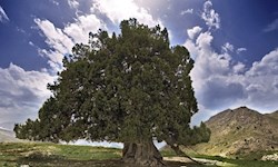 ثبت ملی کهنسالترین درخت ایران