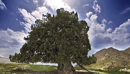 ثبت ملی کهنسالترین درخت ایران