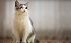 مجوزی برای واردات حیوانات خانگی صادر نشده است