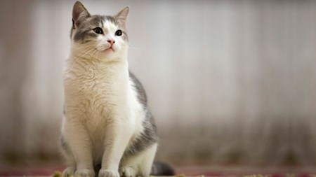 مجوزی برای واردات حیوانات خانگی صادر نشده است