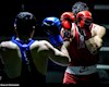 لیگ برتر بوکس از فردا آغاز می شود