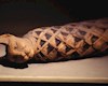 داستان عاشقان گربه ها