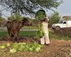 عرضه گوشت بوفالوی هندی در ایران