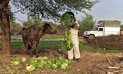 عرضه گوشت بوفالوی هندی در ایران