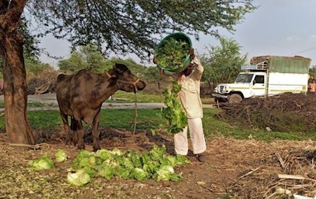 عرضه گوشت بوفالوی هندی در ایران