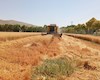 تسویه مطالبات گندمکاران تا پایان شهریور
