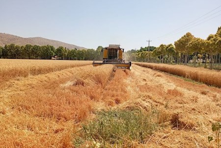 تسویه مطالبات گندمکاران تا پایان شهریور