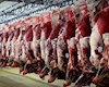 ابهامات کشتارو عرضه گوشت اسب و قاطر و الاغ