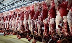 ابهامات کشتارو عرضه گوشت اسب و قاطر و الاغ
