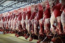 ابهامات کشتارو عرضه گوشت اسب و قاطر و الاغ
