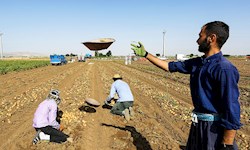 برداشت سیبزمینی در همدان