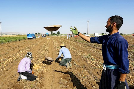 برداشت سیب‌زمینی در همدان